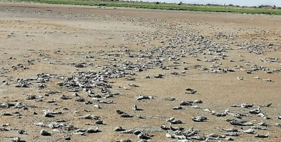 Una laguna de Mendoza «desapareció» por la crisis hídrica