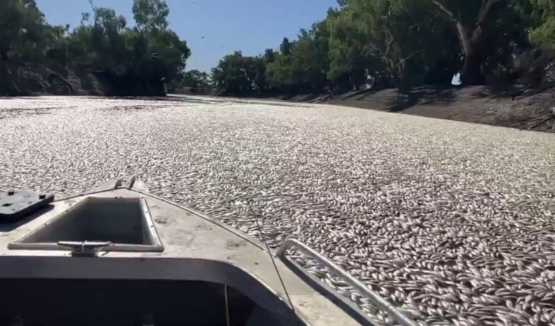 Millones de peces muertos bloquean un río australiano