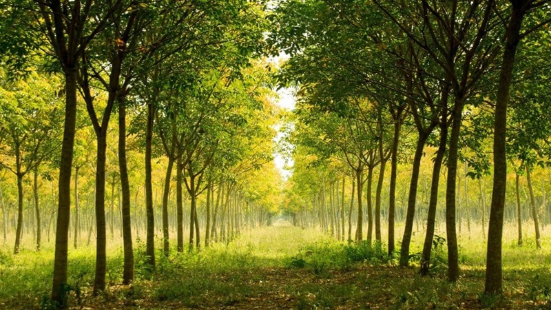 ¿Qué son las soluciones basadas en la naturaleza?