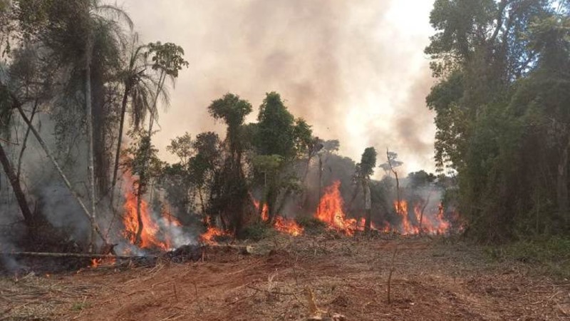 En 2020 Misiones ya ha perdido 1731 hectáreas de bosque nativo por los incendios