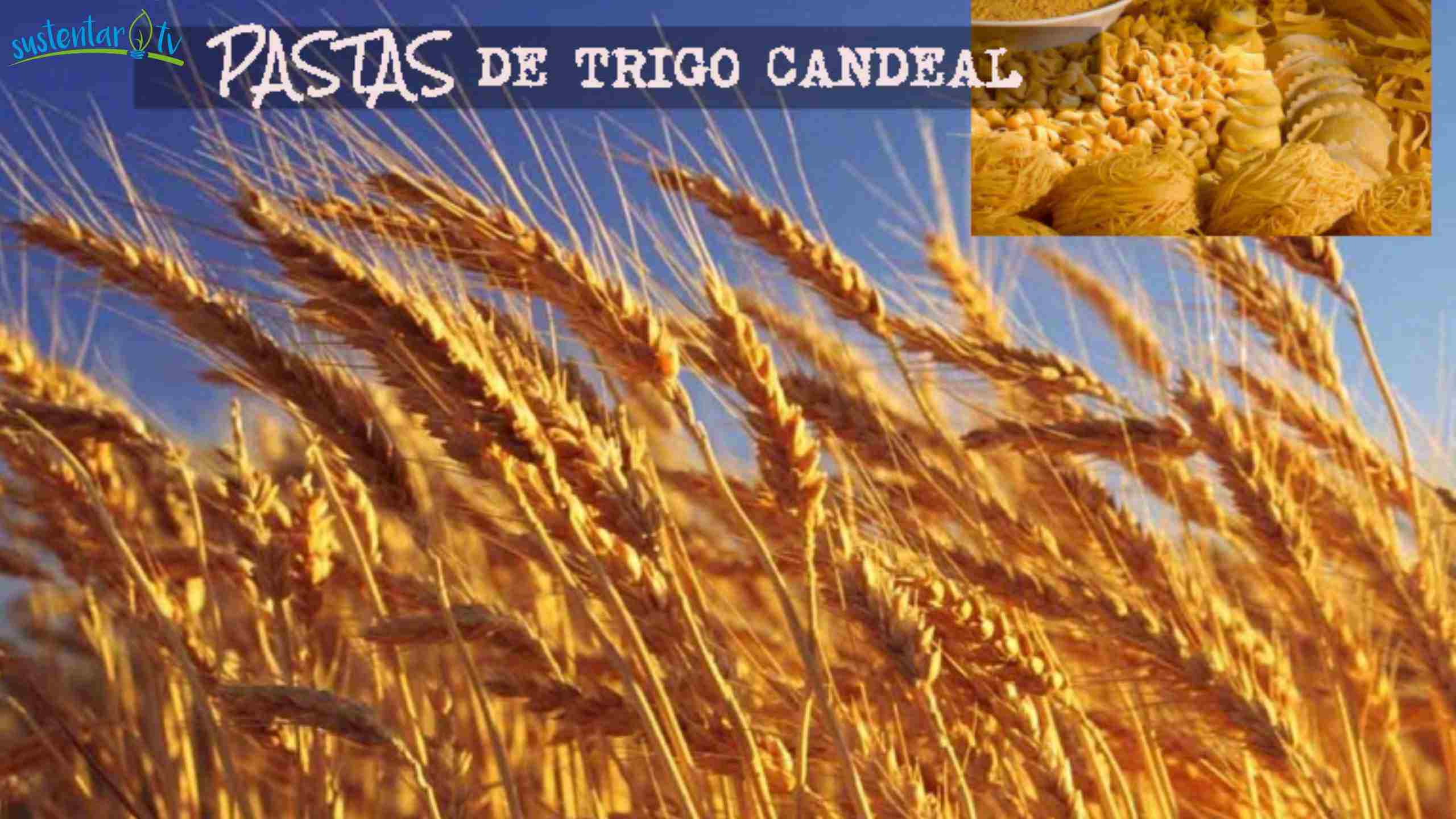 Pastas saludables de trigo candeal