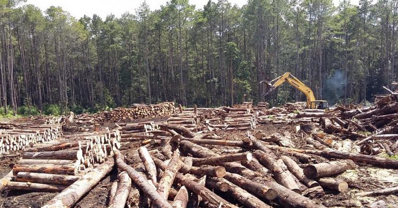 ¿QUÉ TAN PERJUDICIAL ES EL PAPEL HIGIENICO PARA EL MEDIOAMBIENTE?