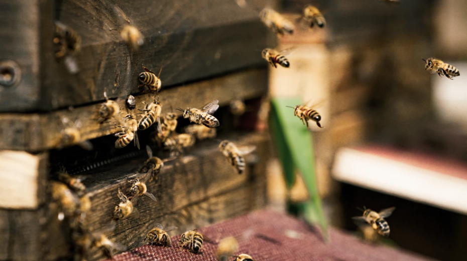 Encuentran un nido de abejas con plástico