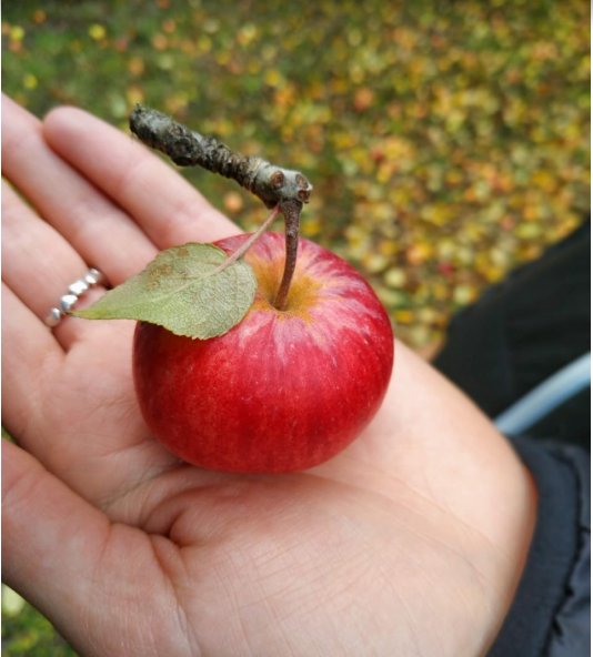 Replanteando lo cotidiano, Acción Semilla