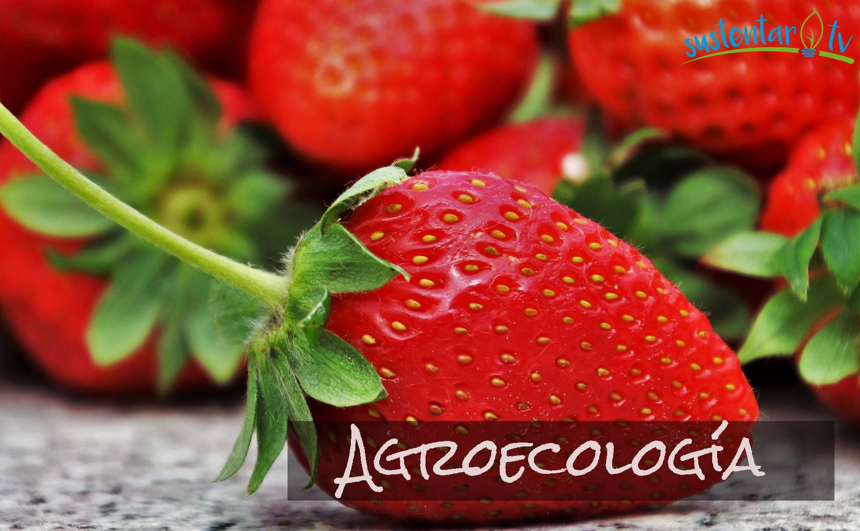 Agroecología: el camino hacia el futuro
