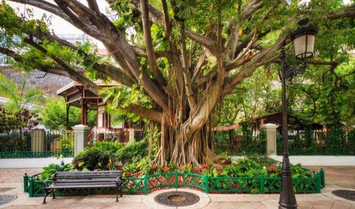 Semana del Árbol