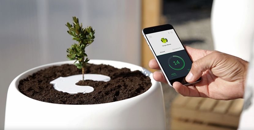 ¿SERÍAS UN ÁRBOL AL MORIR?