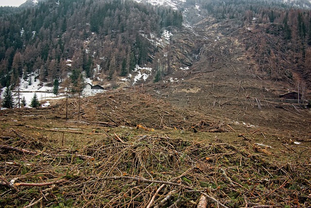 Eurodiputados avalan futura ley contra productos que ayudan a deforestación