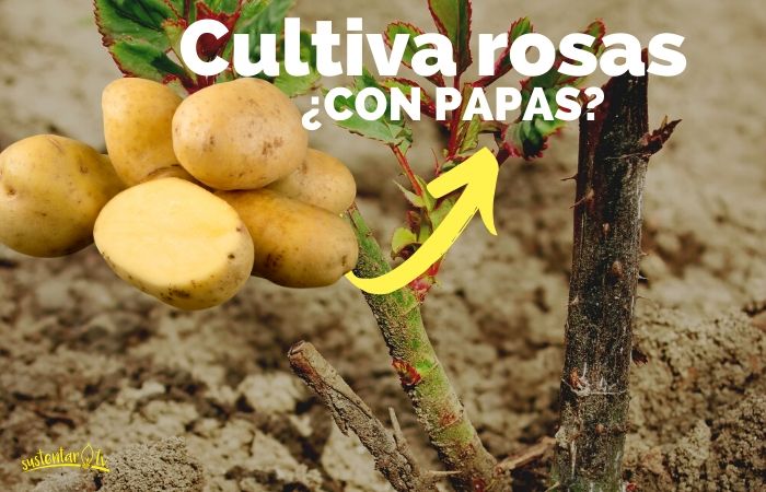 Cultivar rosas: ¿con una papa?