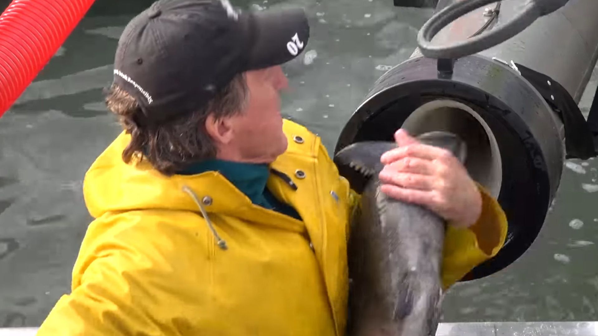 El ingenioso cañon que dispara ¿salmones?