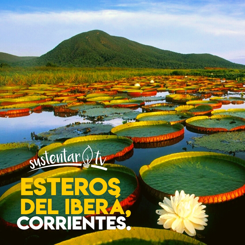 Destino: los Esteros del Iberá