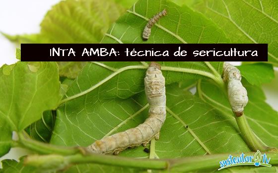 inta amba: técnica de sericultura
