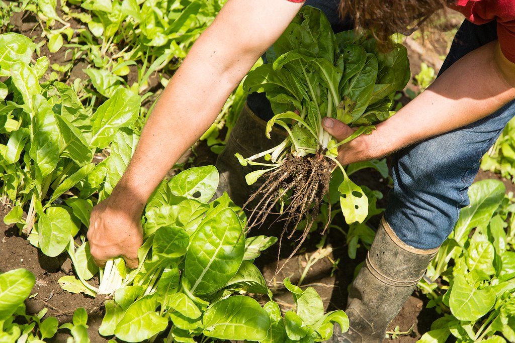 Producción agroecológica de alimentos en Rosario