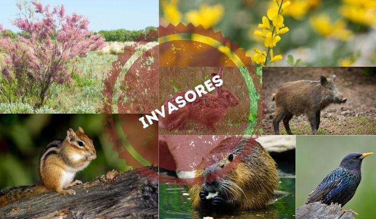 Especies Exóticas invasoras