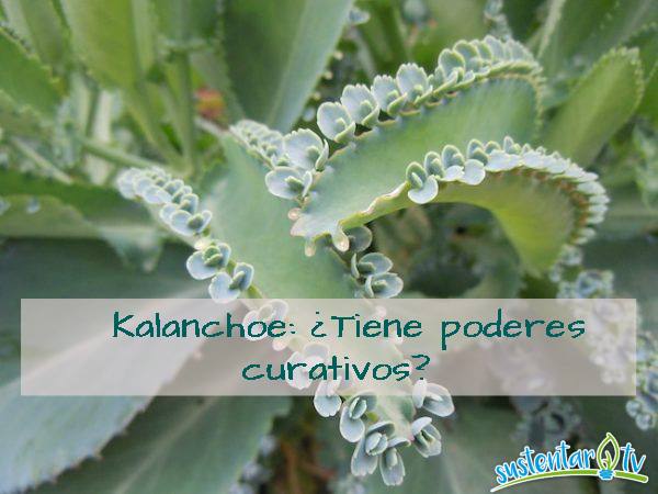 Kalanchoe: ¿tiene poderes curativos?