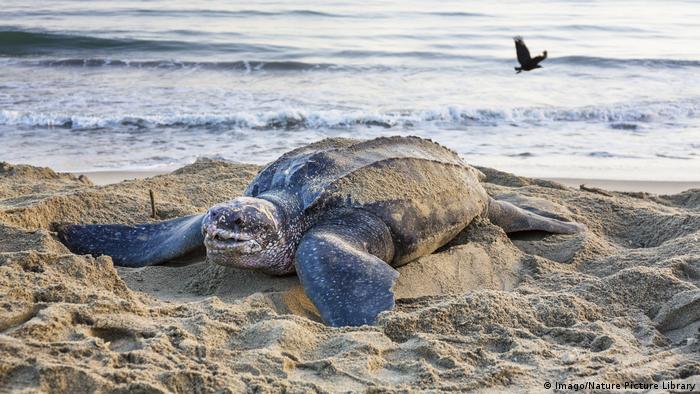 Cerca del 70% de la fauna salvaje desapareció desde 1970