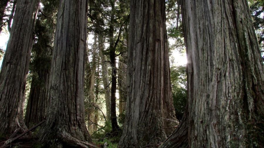Multa millonaria por la tala de un bosque nativo para hacer una pista de esquí