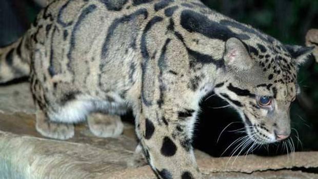 Reapareció un leopardo nublado después de 30 años