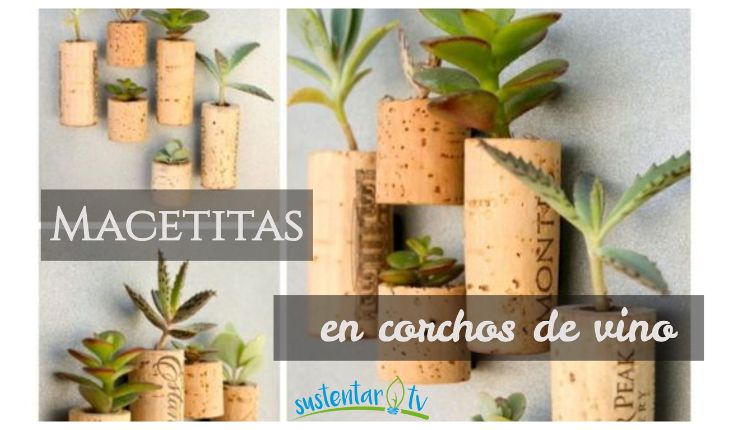 Macetitas en corchos de vino: crazas y suculentas