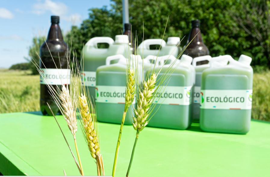 Rosario ya siembra trigo agroecológico