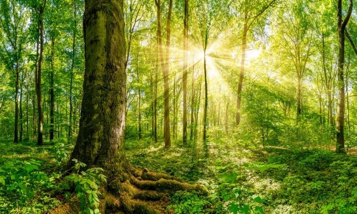 Sustentabilidad forestal, atraves de créditos del Bid