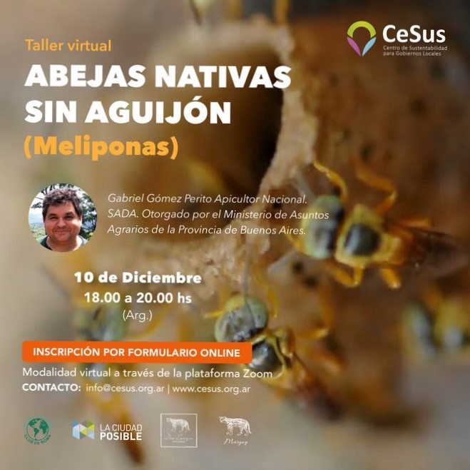 CeSus taller: Abejas nativas sin aguijón