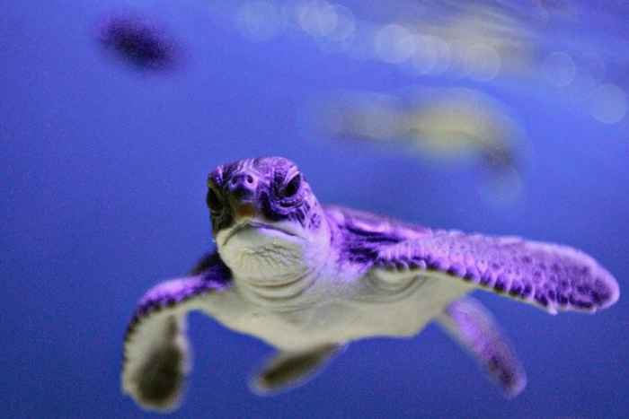 El plástico está matando a los animales, ¿hasta cuándo?