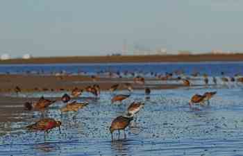 El estuario local se suma a las Reservas para Aves Playeras de América