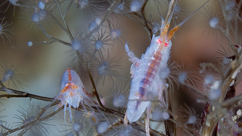 Un crustáceo que puede fragmentar rápidamente los microplásticos del agua