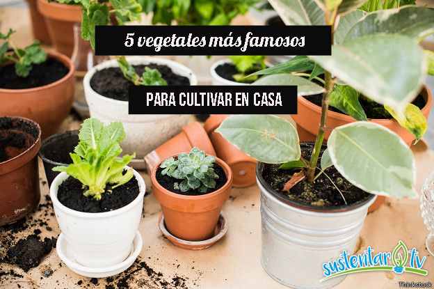 vegetales más famosos para cultivar